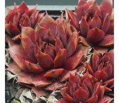 Sempervivum MANFRED MERZ