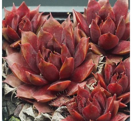 Sempervivum MANFRED MERZ