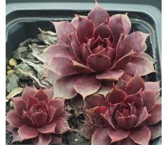 Sempervivum MANHATTAN