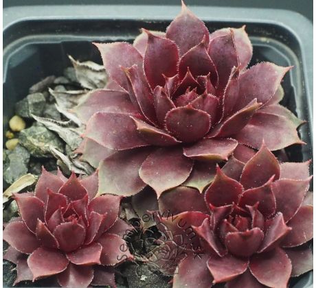 Sempervivum MANHATTAN