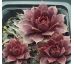 Sempervivum MANHATTAN