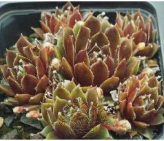 Sempervivum AUGUST CREME