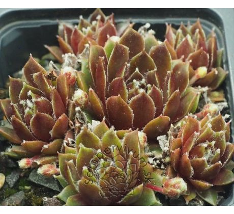 Sempervivum AUGUST CREME