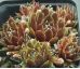 Sempervivum AUGUST CREME