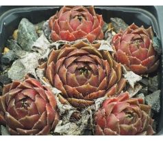 Sempervivum MEELAH