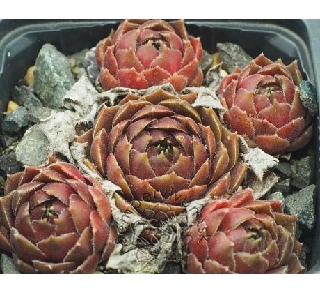 Sempervivum MEELAH