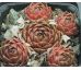 Sempervivum MEELAH