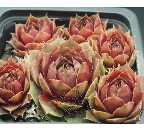 Sempervivum MICKEY MOUSE II