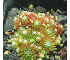 Sempervivum MOLE HARBORD