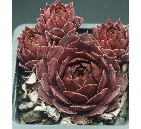 Sempervivum MOTHER OF MANY