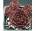 Sempervivum MOTHER OF MANY
