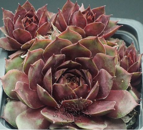 Sempervivum FERNANDINA