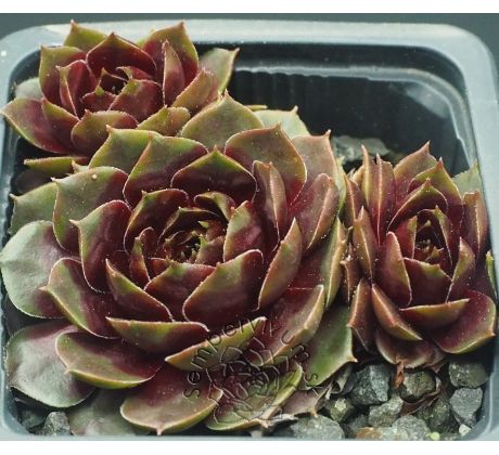 Sempervivum NAPOLEON