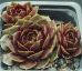 Sempervivum NAPOLEON