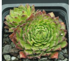 Sempervivum NUNATAK