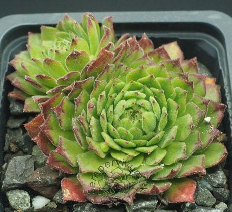 Sempervivum NUNATAK