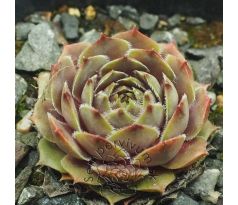 Sempervivum OLD MAN SAGE