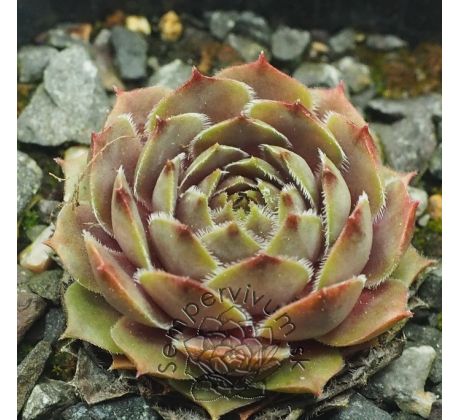 Sempervivum OLD MAN SAGE