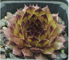 Sempervivum OLIVINE