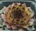 Sempervivum OLIVINE