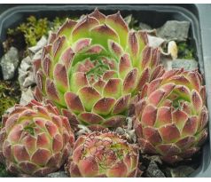 Sempervivum PALETA