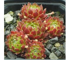 Sempervivum PHOEBE