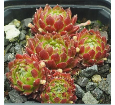 Sempervivum PHOEBE