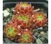 Sempervivum PHOEBE