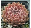 Sempervivum PICCINO