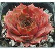 Sempervivum PINK MONIQUE