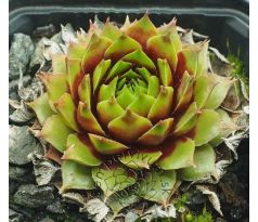 Sempervivum PIPIFAX