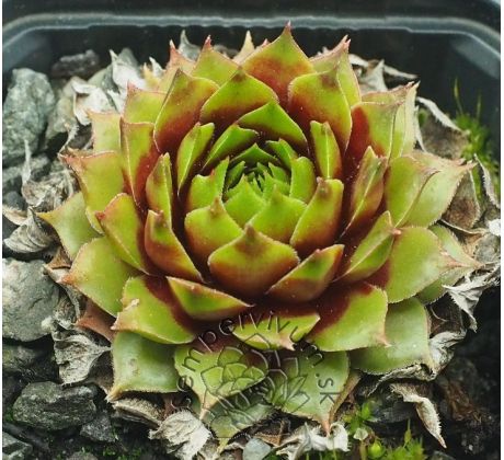 Sempervivum PIPIFAX