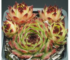 Sempervivum PRECIOUS PLATINUM