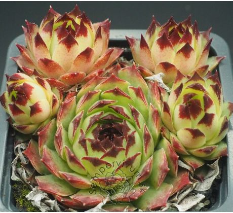Sempervivum PRECIOUS PLATINUM