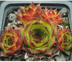 Sempervivum QUBLAH