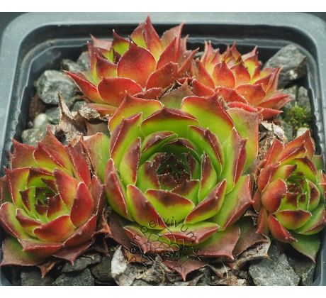 Sempervivum QUBLAH