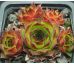 Sempervivum QUBLAH