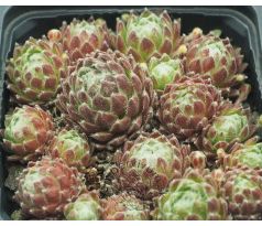 Sempervivum QUEEN CHARLOTTE