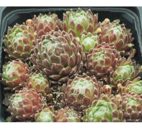 Sempervivum QUEEN CHARLOTTE