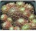 Sempervivum QUEEN CHARLOTTE