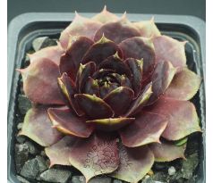 Sempervivum RAVEN HEART