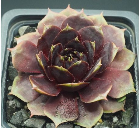 Sempervivum RAVEN HEART