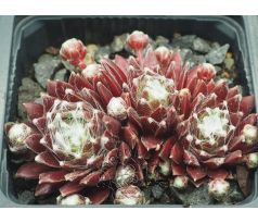 Sempervivum PACIFIC OPAL