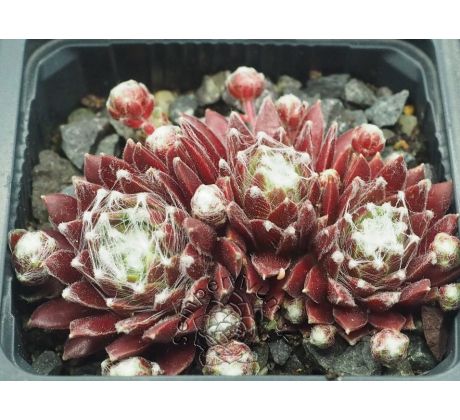 Sempervivum PACIFIC OPAL