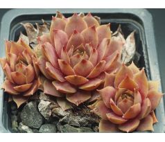 Sempervivum ROSÉ ROSA