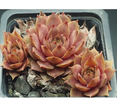 Sempervivum ROSÉ ROSA