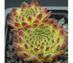 Sempervivum SEA ANEMONE