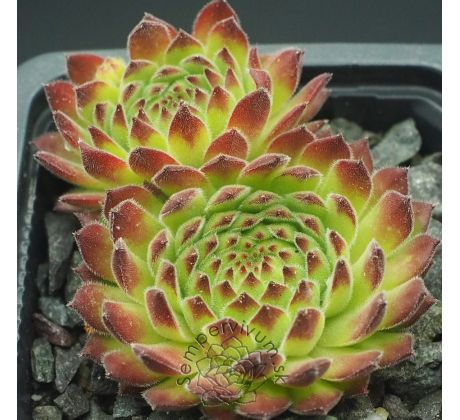 Sempervivum SEA ANEMONE
