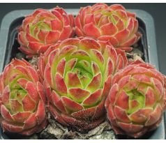 Sempervivum SEVEN OF NINE