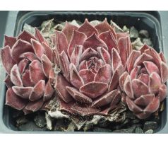 Sempervivum AYMON CORREVON